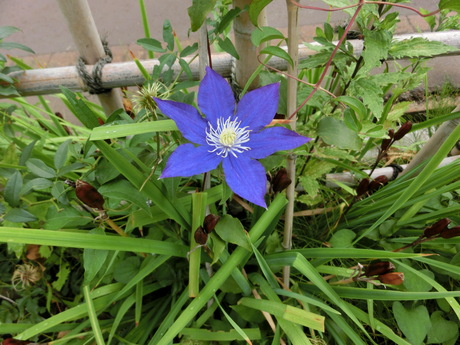 a0203003_1513433.jpg