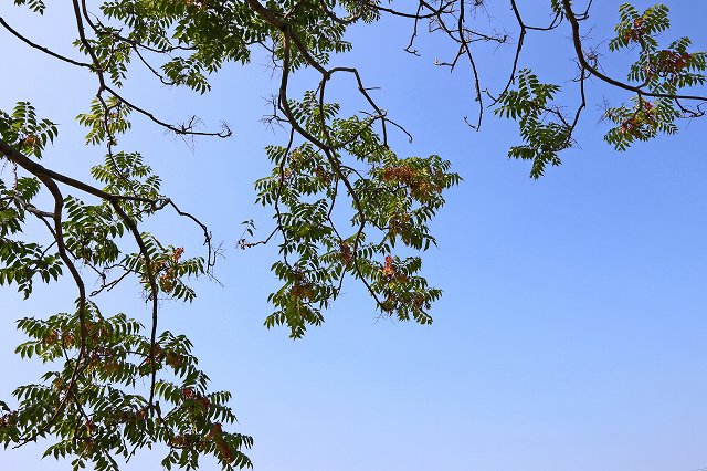 a0242438_2059246.jpg