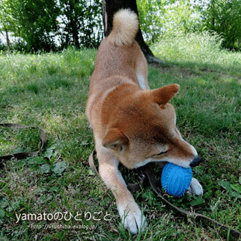 a0286855_8211975.gif