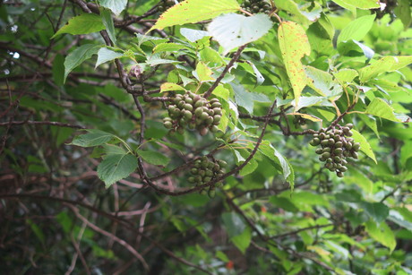 e0292172_182696.jpg