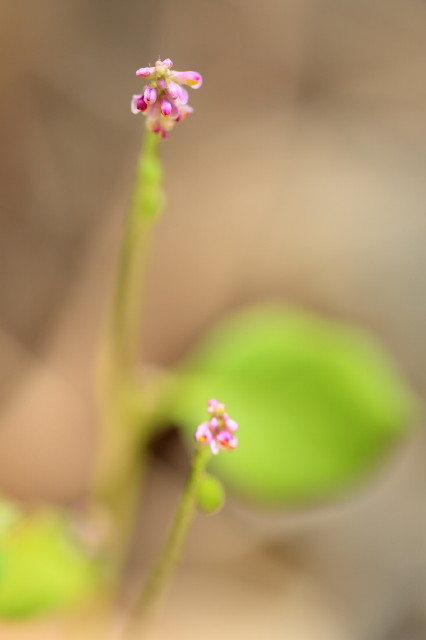 c0148777_1823192.jpg