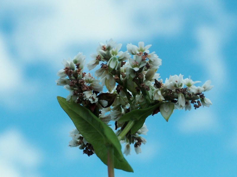 c0183777_135452.jpg