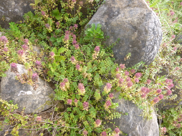 d0170615_1014163.jpg