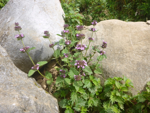 d0170615_1024135.jpg