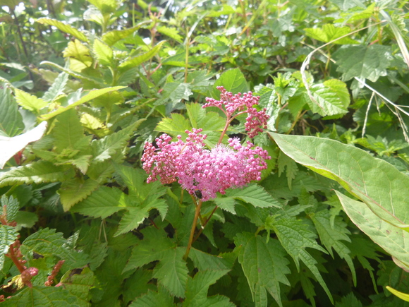 d0170615_1025141.jpg
