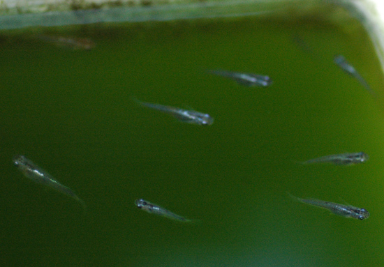 e0097534_17584134.jpg