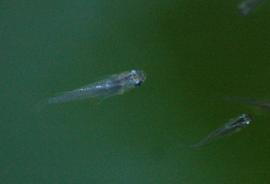 e0097534_18152569.jpg