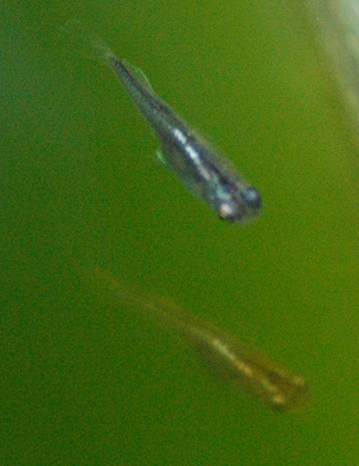 e0097534_18154496.jpg