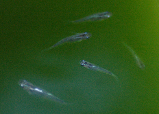 e0097534_18161366.jpg