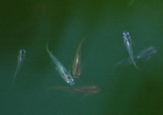 e0097534_1834553.jpg