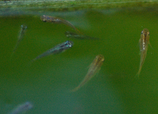 e0097534_185017.jpg
