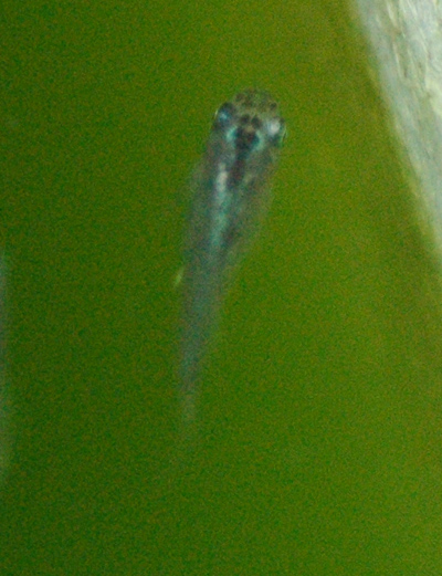 e0097534_1853454.jpg