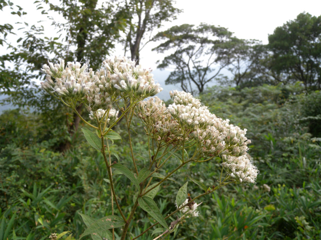 e0272335_20342794.jpg