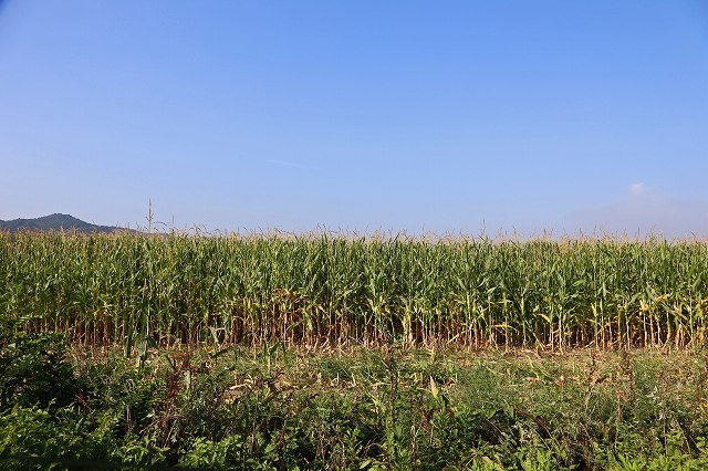 a0242438_18374814.jpg