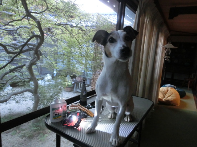 c0140260_22422262.jpg