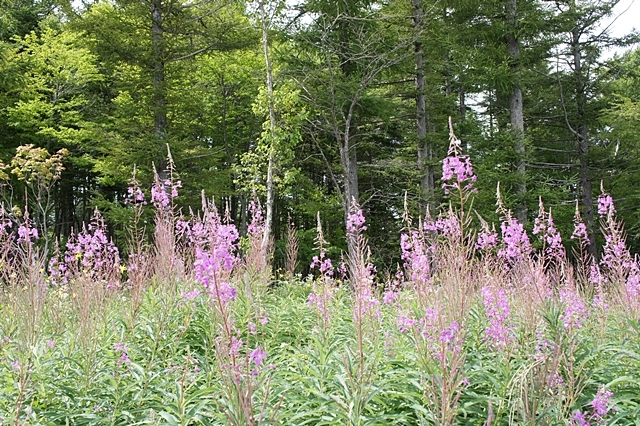 e0177271_08384746.jpg