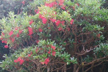 e0292172_2046263.jpg