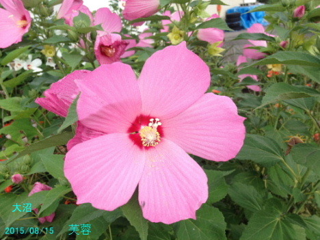 a0337807_19342964.jpg