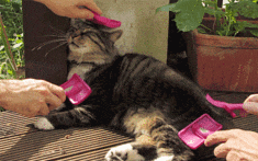 c0050810_3532650.gif