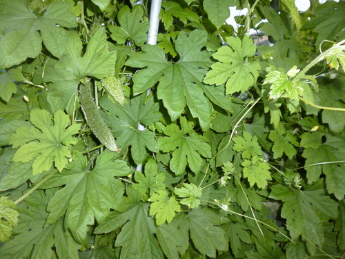 b0035611_20555181.jpg