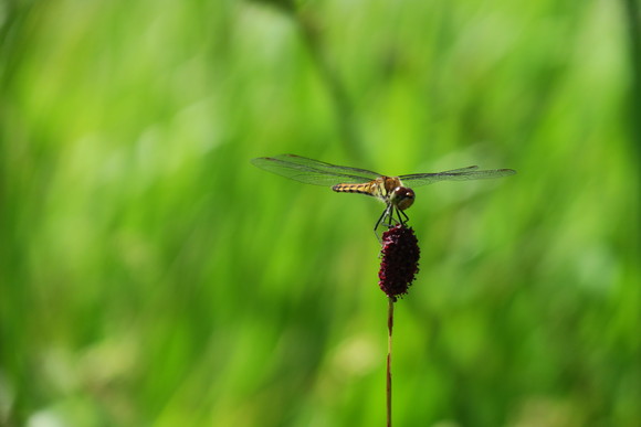 b0093515_011676.jpg