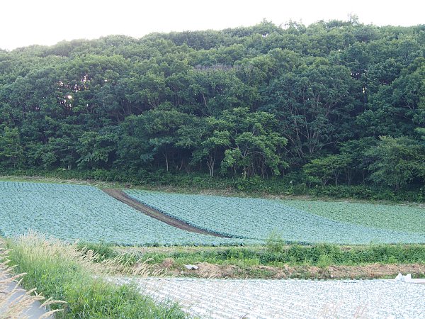 b0341140_9431699.jpg
