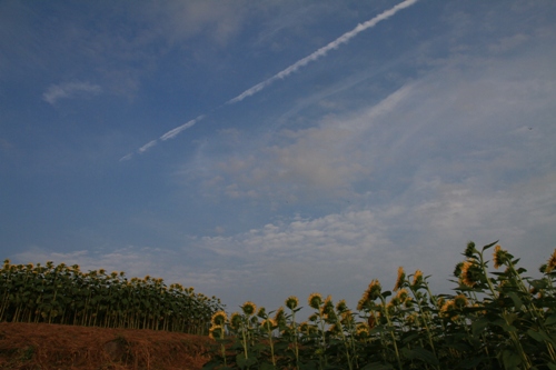 d0006047_231333.jpg
