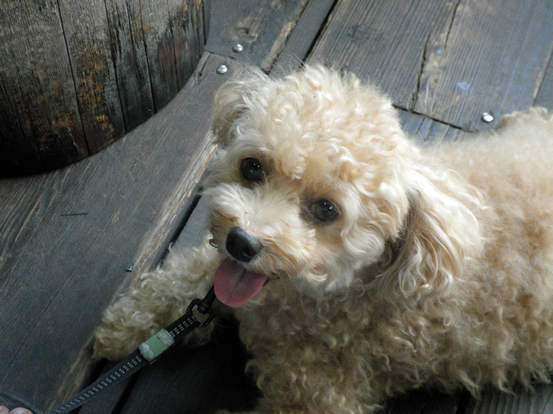 b0098881_2013731.gif