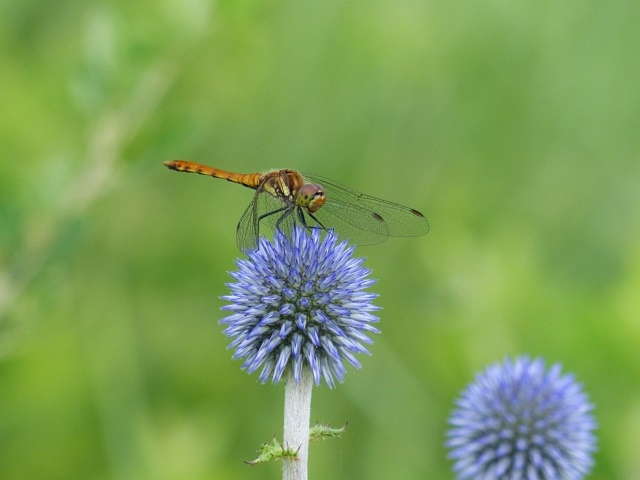 f0357487_226894.jpg