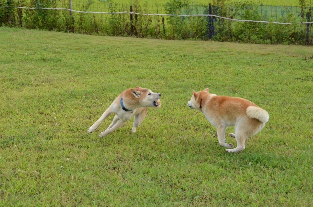c0123890_20424478.jpg