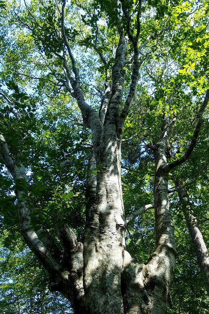 e0137200_20312275.jpg
