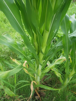 c0280206_9133764.jpg