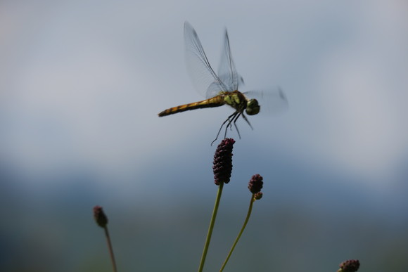 b0093515_7225813.jpg