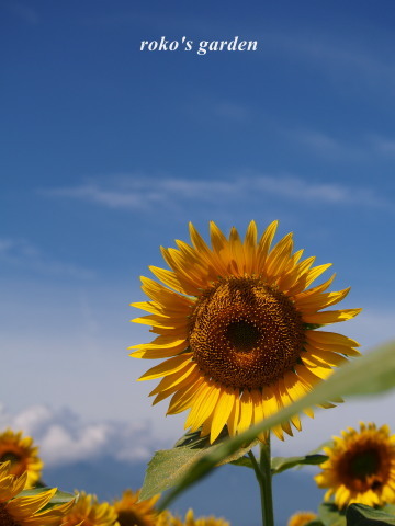 b0343934_21523440.jpg