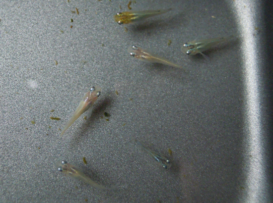 e0097534_1717208.jpg