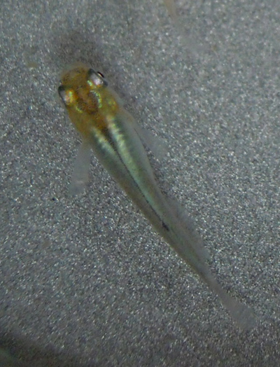 e0097534_17185169.jpg