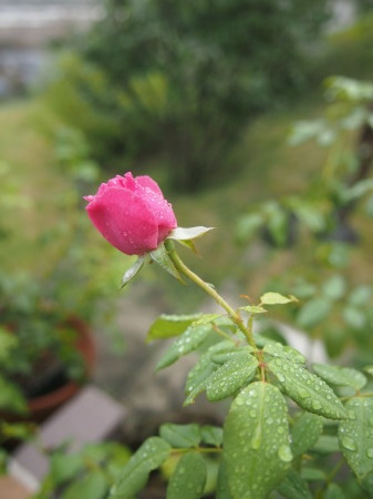 b0246758_20453929.jpg