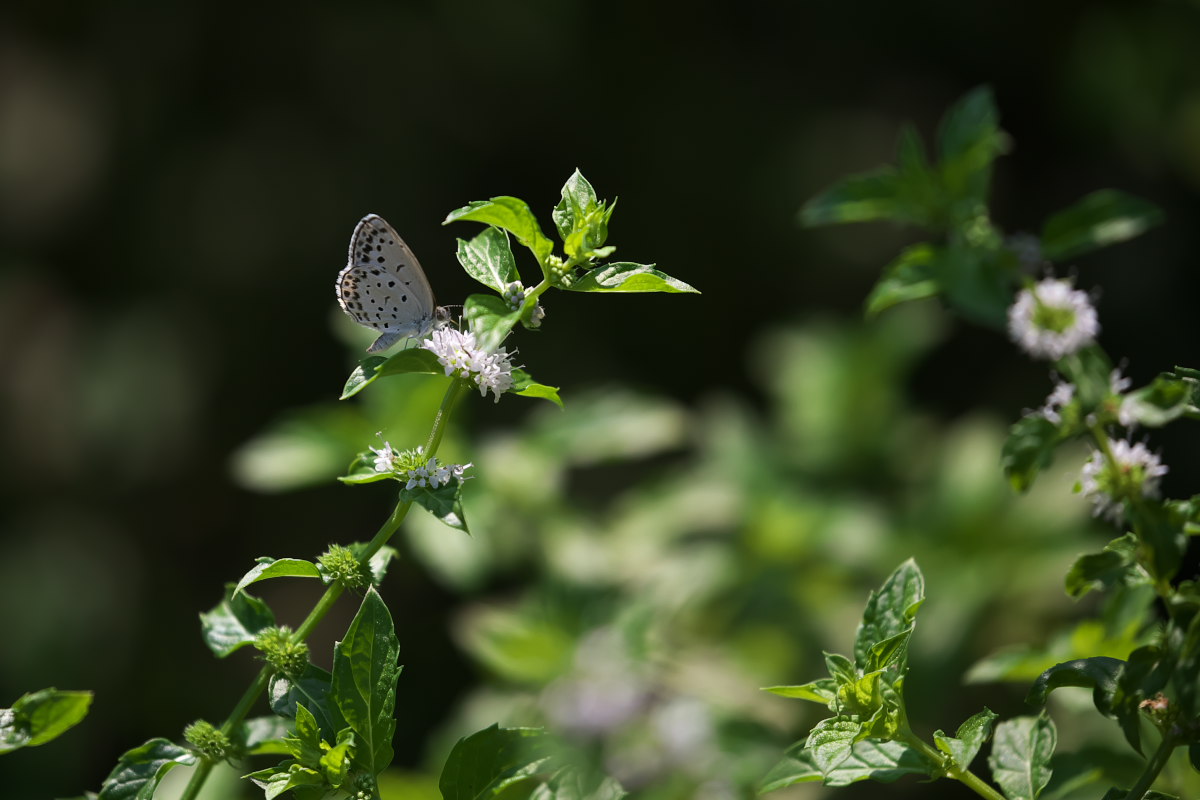 a0083081_1557710.jpg
