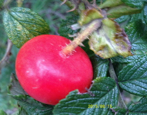 a0337807_20215782.jpg