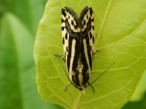 f0118332_23320257.jpg