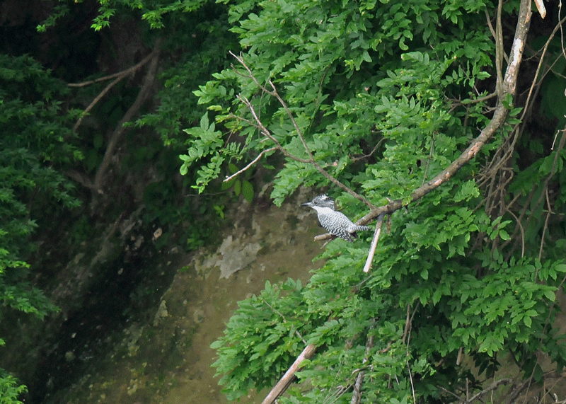 d0290240_17142229.gif