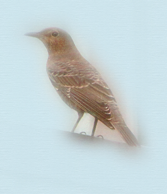 c0139591_1322155.jpg