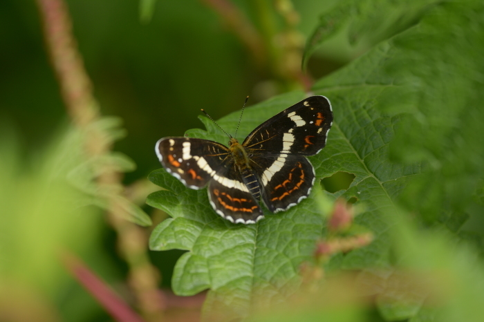 a0277496_22104042.jpg