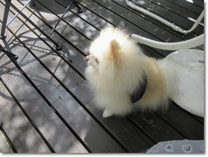b0167519_1210166.gif