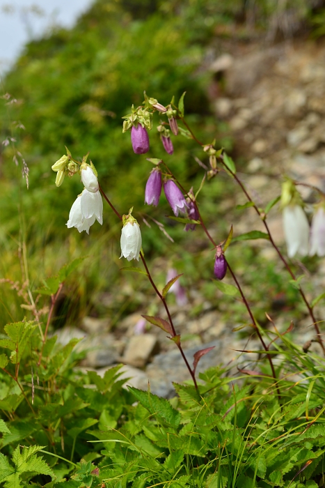 b0236334_717412.jpg