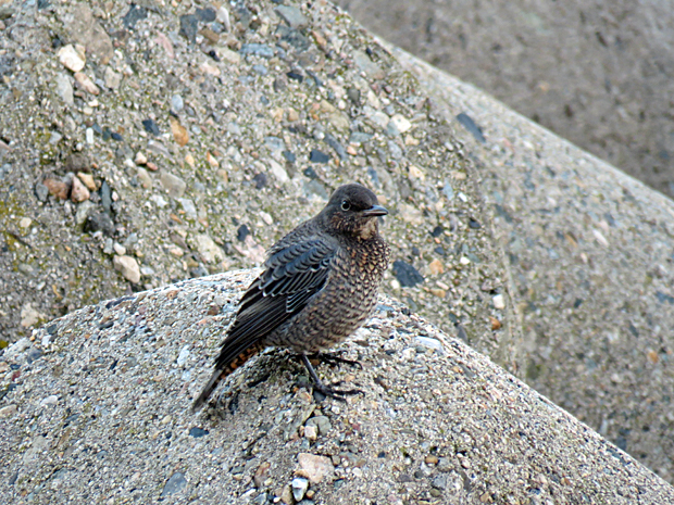 f0214649_4403090.jpg