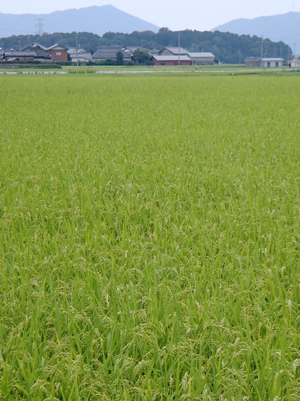 c0015099_19515439.jpg