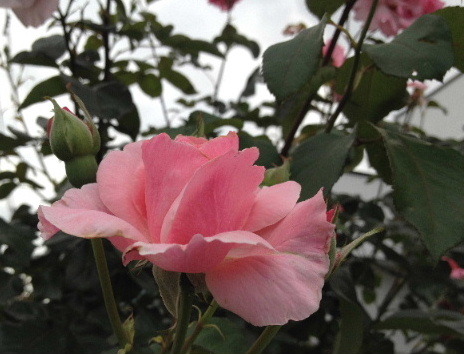 a0337807_15133211.jpg