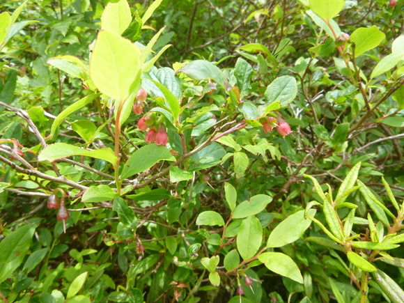 d0170615_14501858.jpg