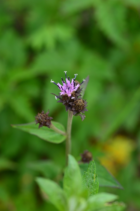 b0236334_7254021.jpg